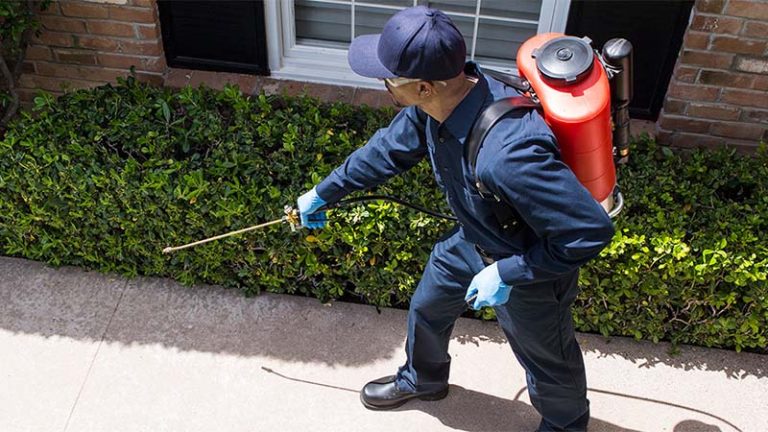 سمپاشی حشرات خانگی